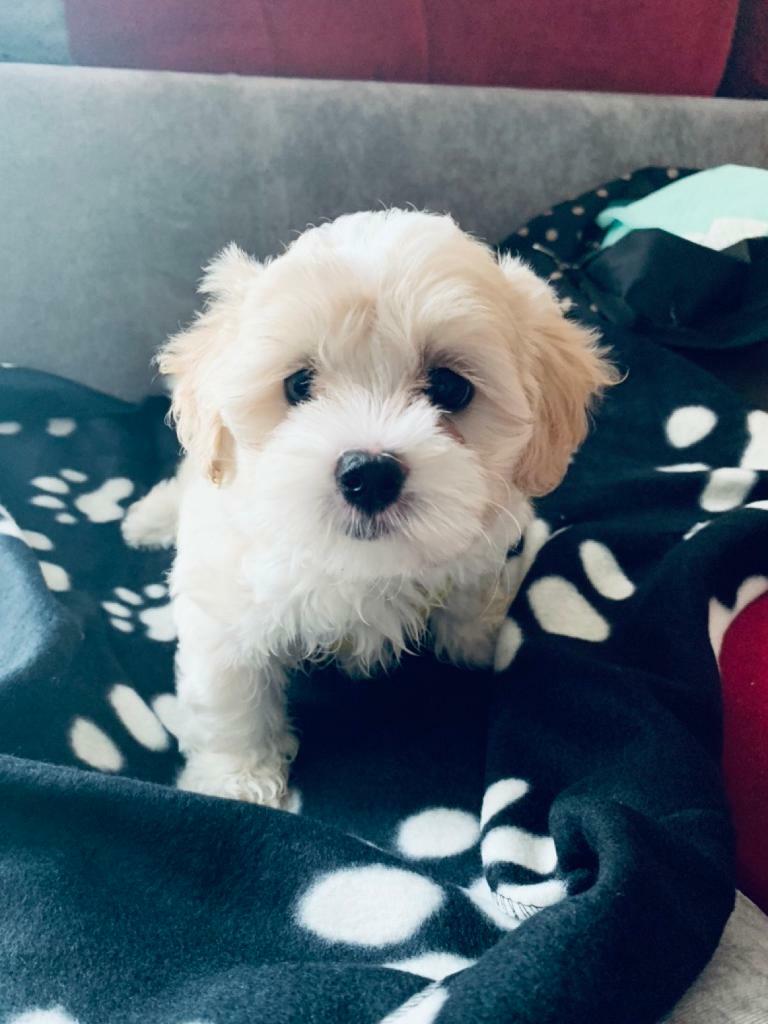 shichon puppies for sale gumtree